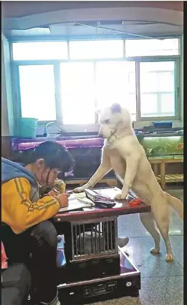 狗把作业撕了孩子伤心欲绝面对这样的情况，首先要理解孩子的感受，因为作业被撕对孩子来说可能是一种重大的打击，他们可能会感到伤心、沮丧和焦虑。在这种情况下，可以尝试以下方法