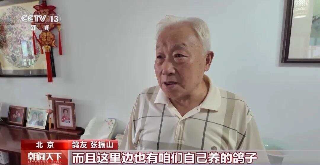 广场放飞鸽子到家了广场放飞鸽子终于到家了——一次温馨和谐的归巢之旅