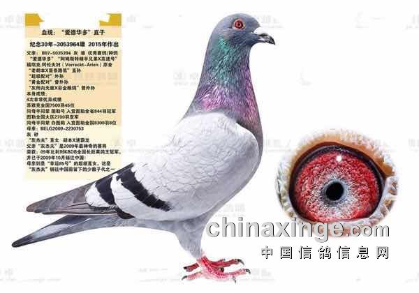 全北京都偶遇兵鸽鸽全北京偶遇兵哥哥，一场城市中的追星之旅