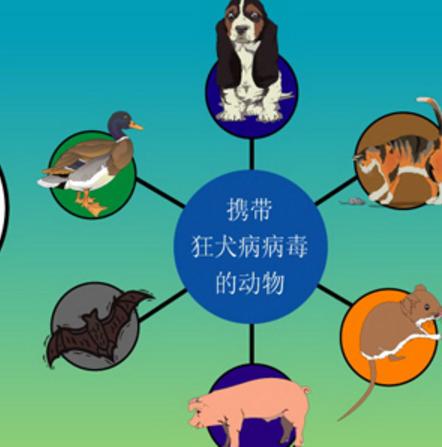 徒手抓蝙蝠被咬伤如果您被蝙蝠咬伤，请立即采取以下步骤